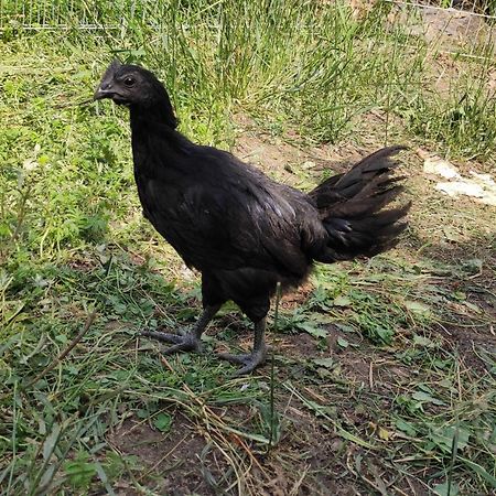 Gromadzyniowka-Pod Czarnym Kogutem Appartamento Ustrzyki Dolne Esterno foto